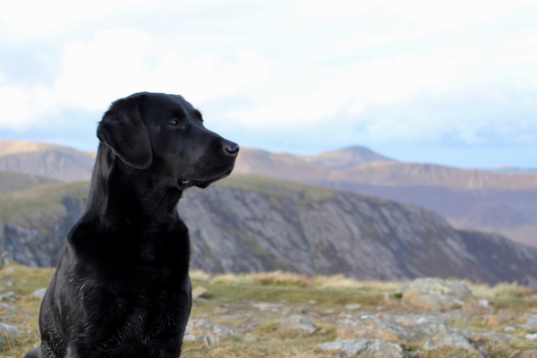 Černý labrador při Lake District
